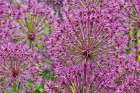 USA, Oregon. Garden in full bloom with close-up of Allium Art Print